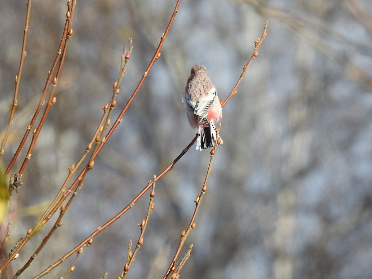 Long-tailed Rosefinch - ML624889777