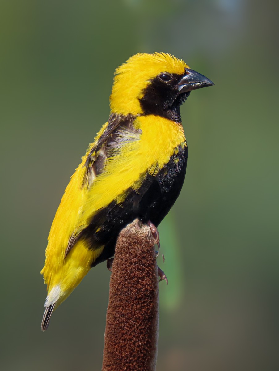 Yellow-crowned Bishop - Dinis Nascimento