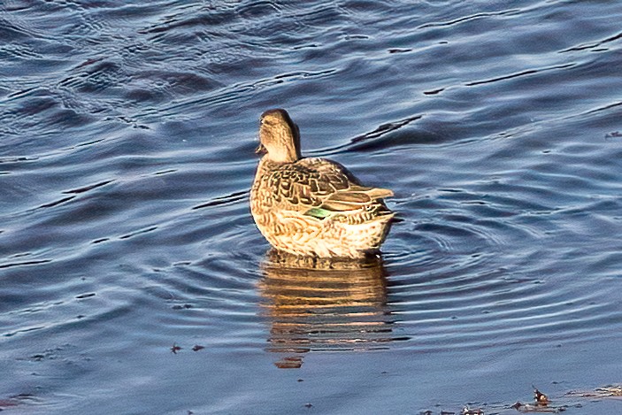 Ногоохон нугас - ML624889801