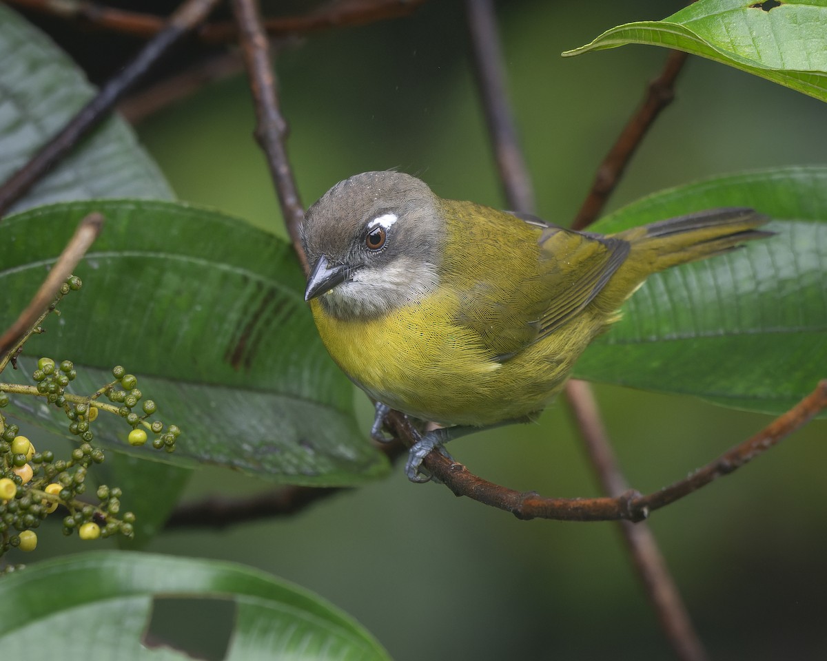 Common Chlorospingus - ML624889808