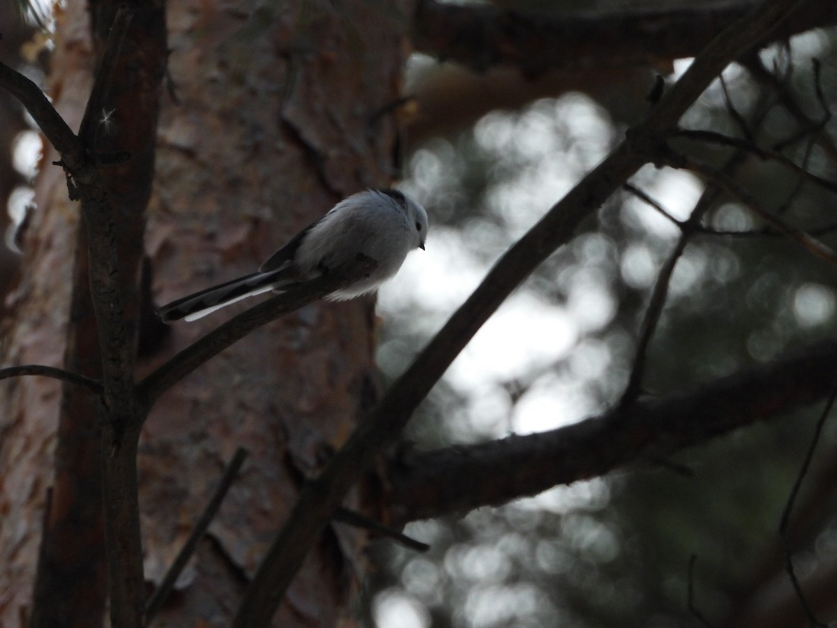 Long-tailed Tit - ML624889812