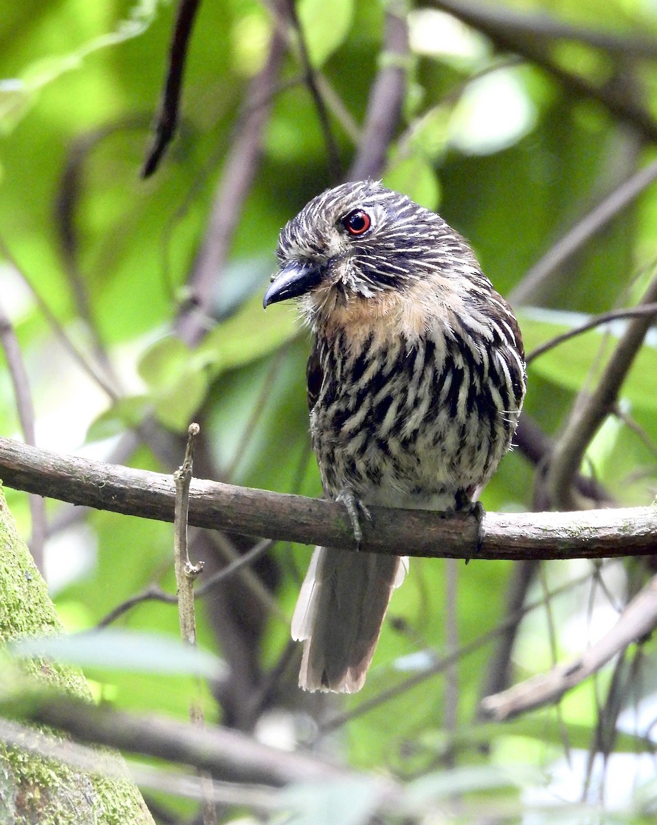 Black-streaked Puffbird - ML624889814