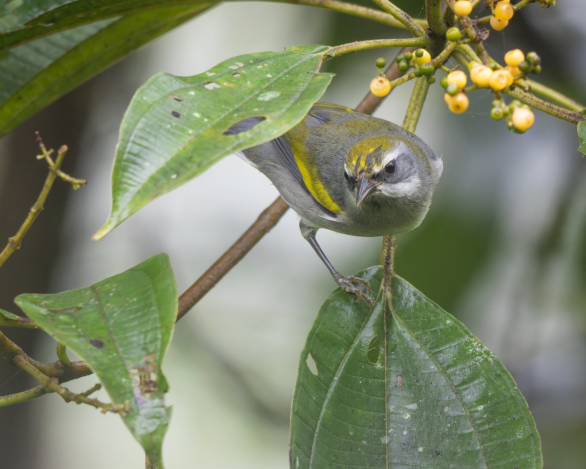 Golden-winged Warbler - ML624889857