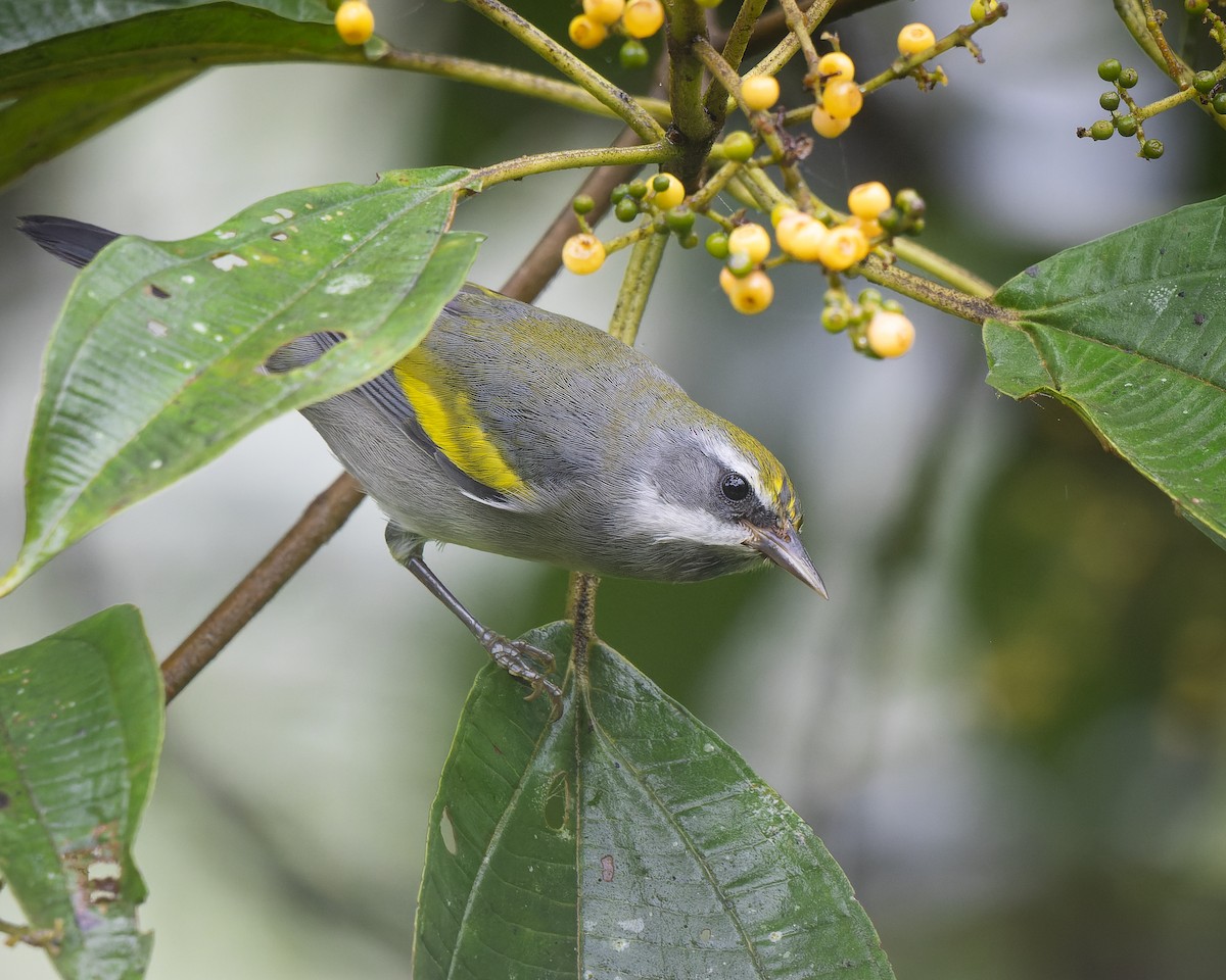 Golden-winged Warbler - ML624889859