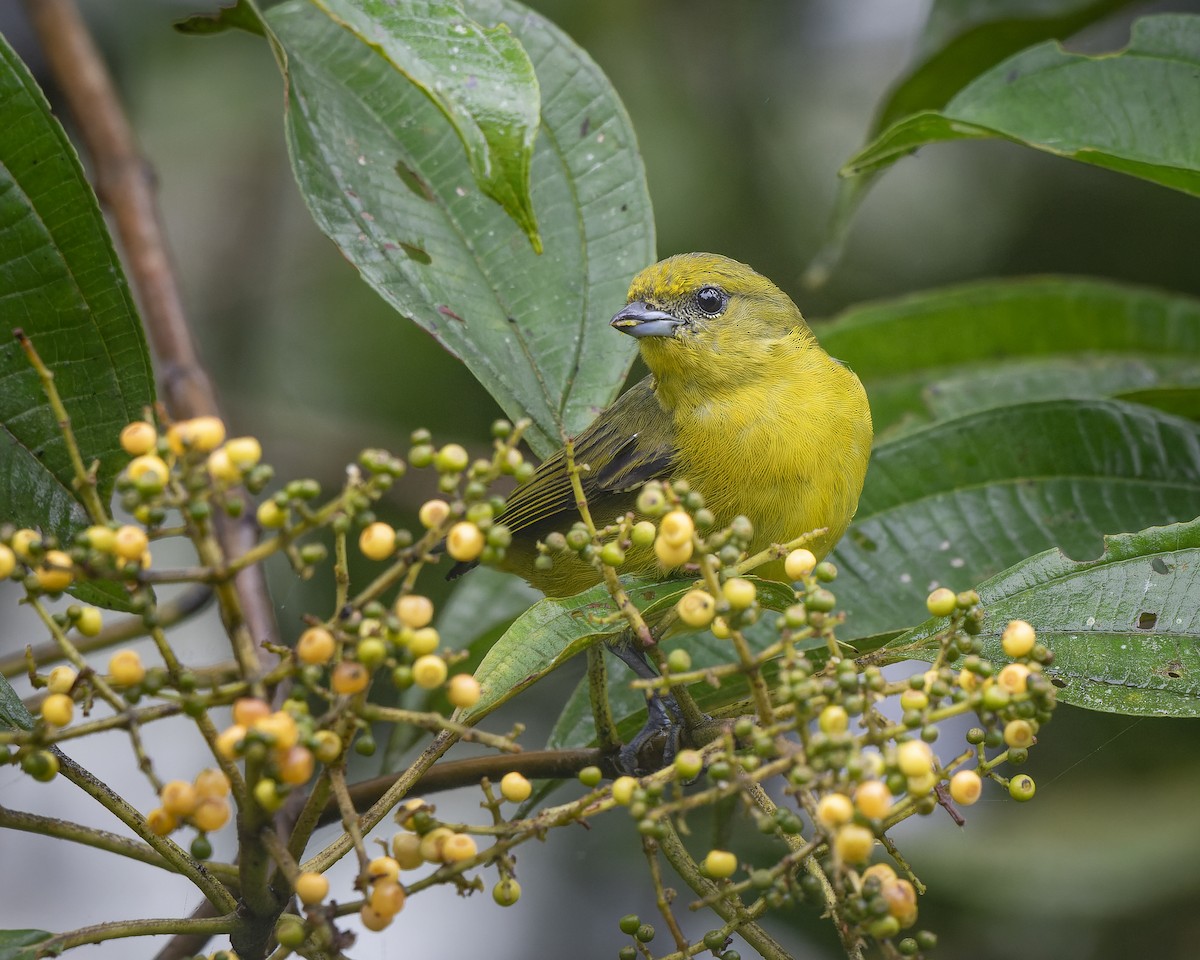 Yellow-crowned Euphonia - ML624889892