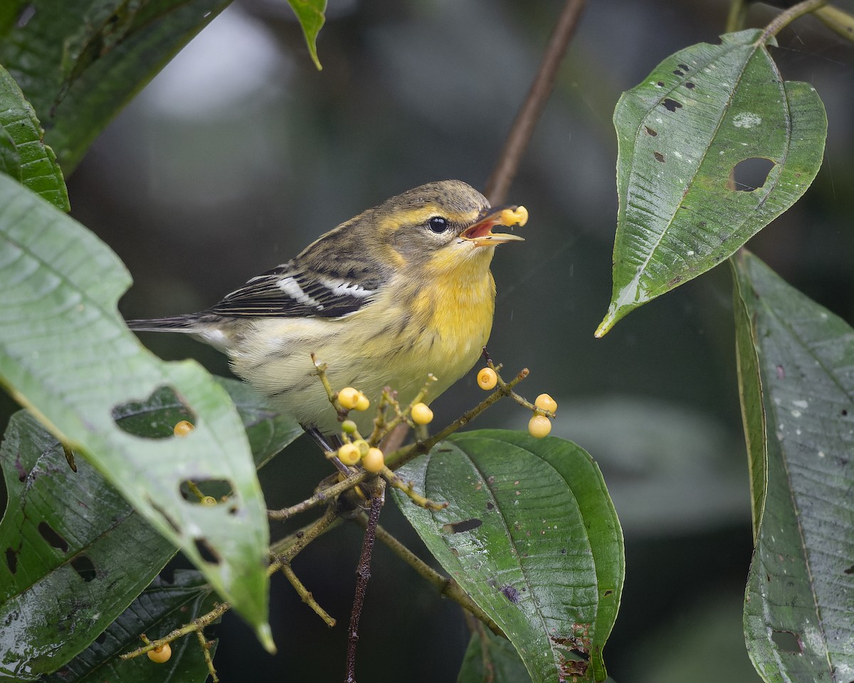 Blackburnian Warbler - ML624889903