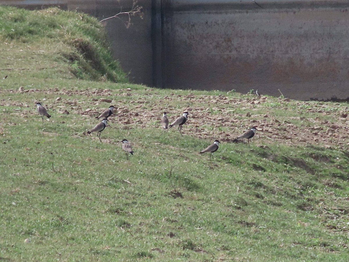 Spur-winged Lapwing - ML624889904