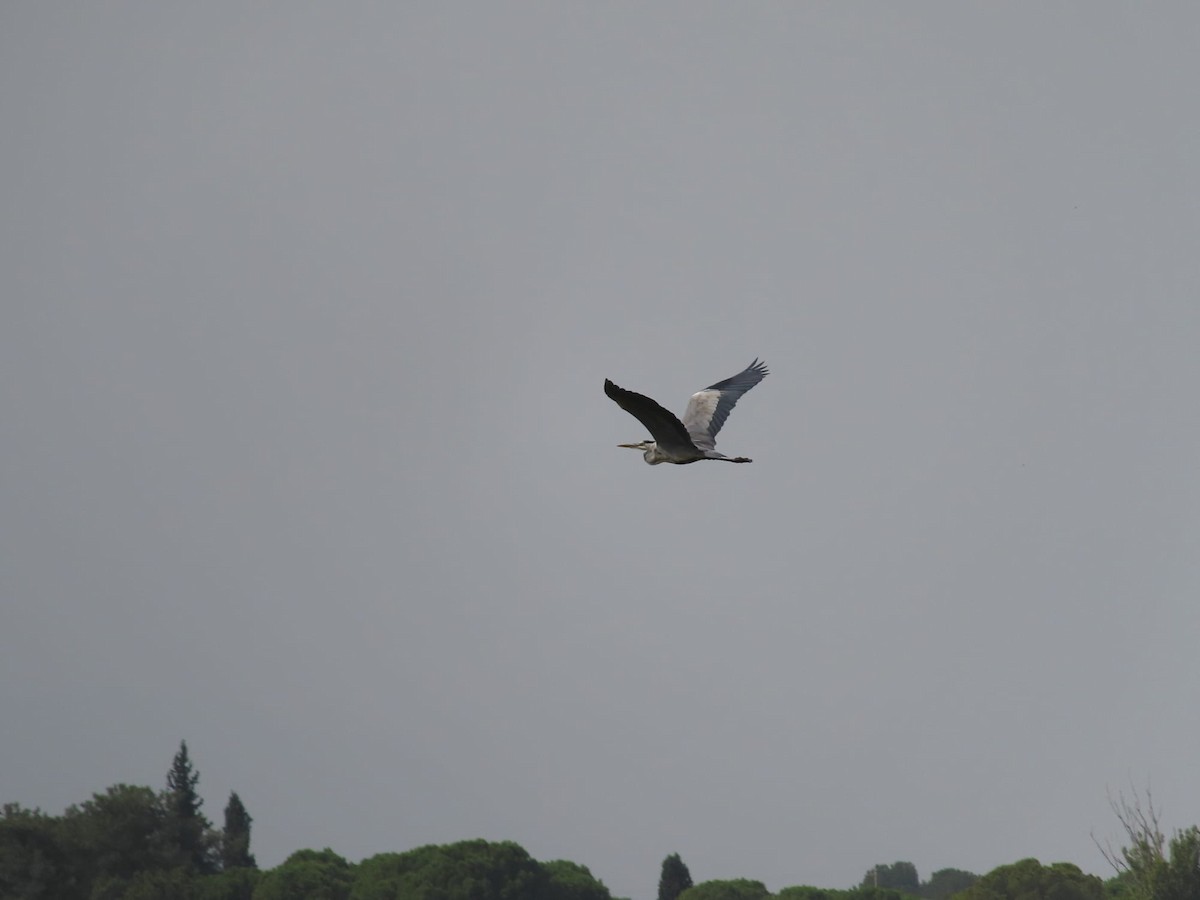 Gray Heron - ML624889908