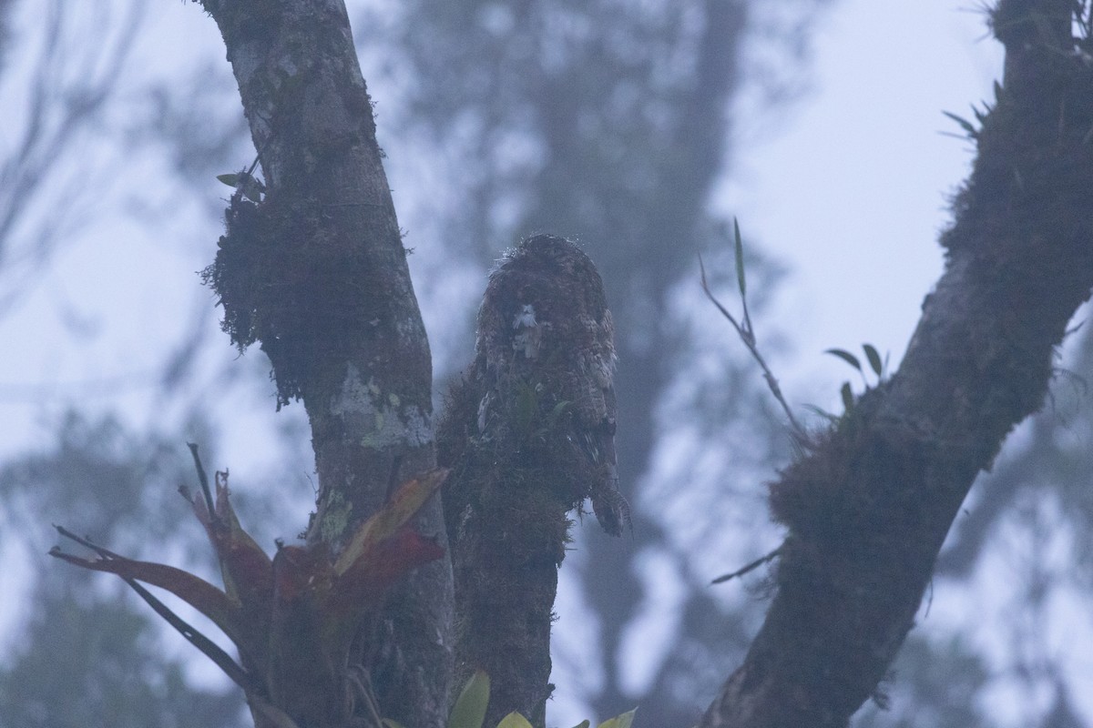 Andean Potoo - ML624889931