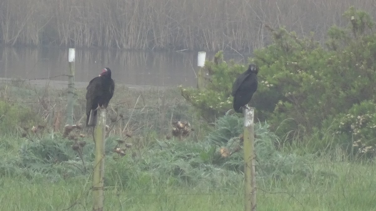 Turkey Vulture - ML624889939