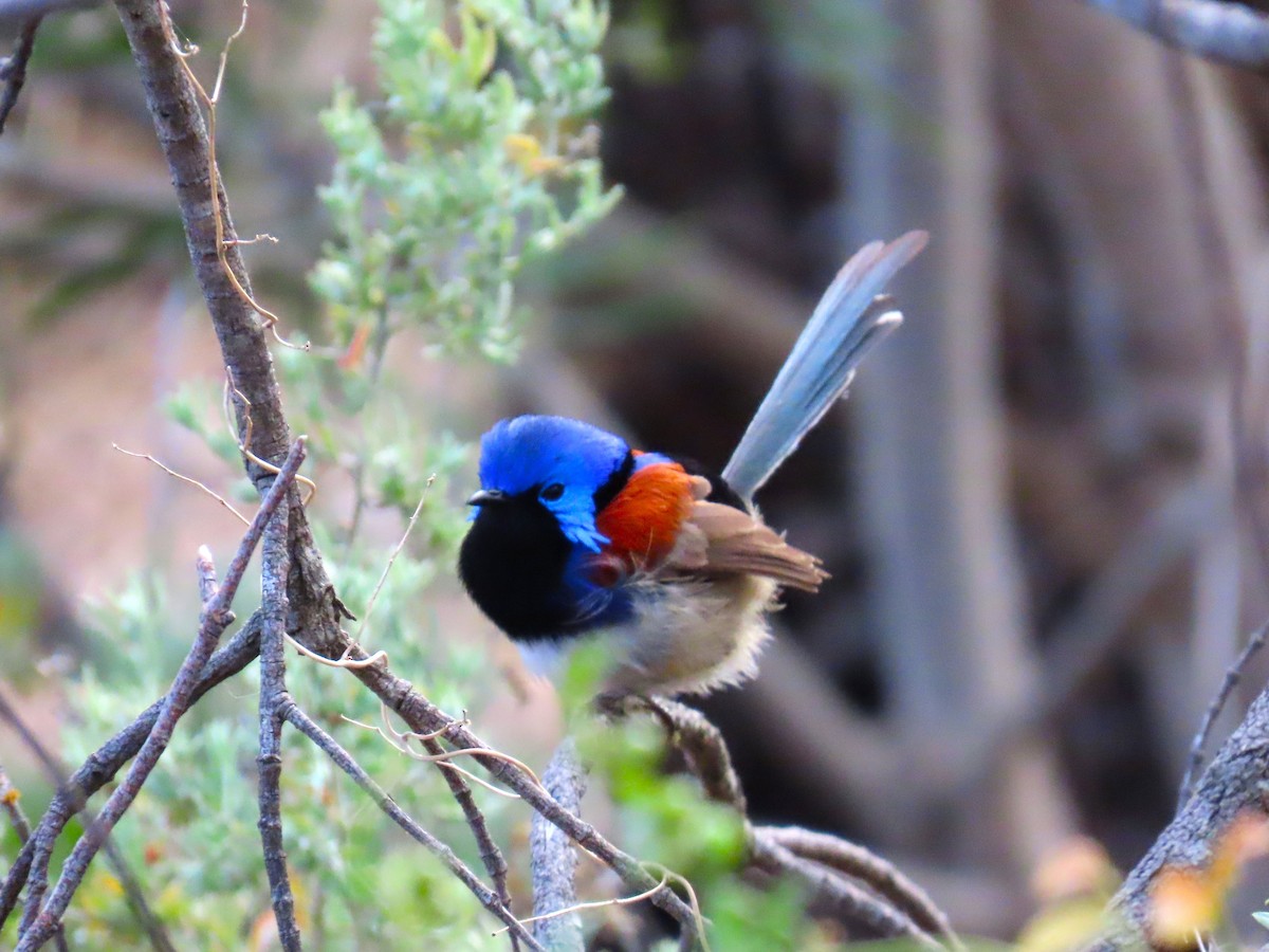 Purple-backed Fairywren - ML624890060