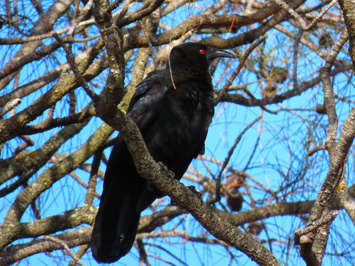 White-winged Chough - ML624890066