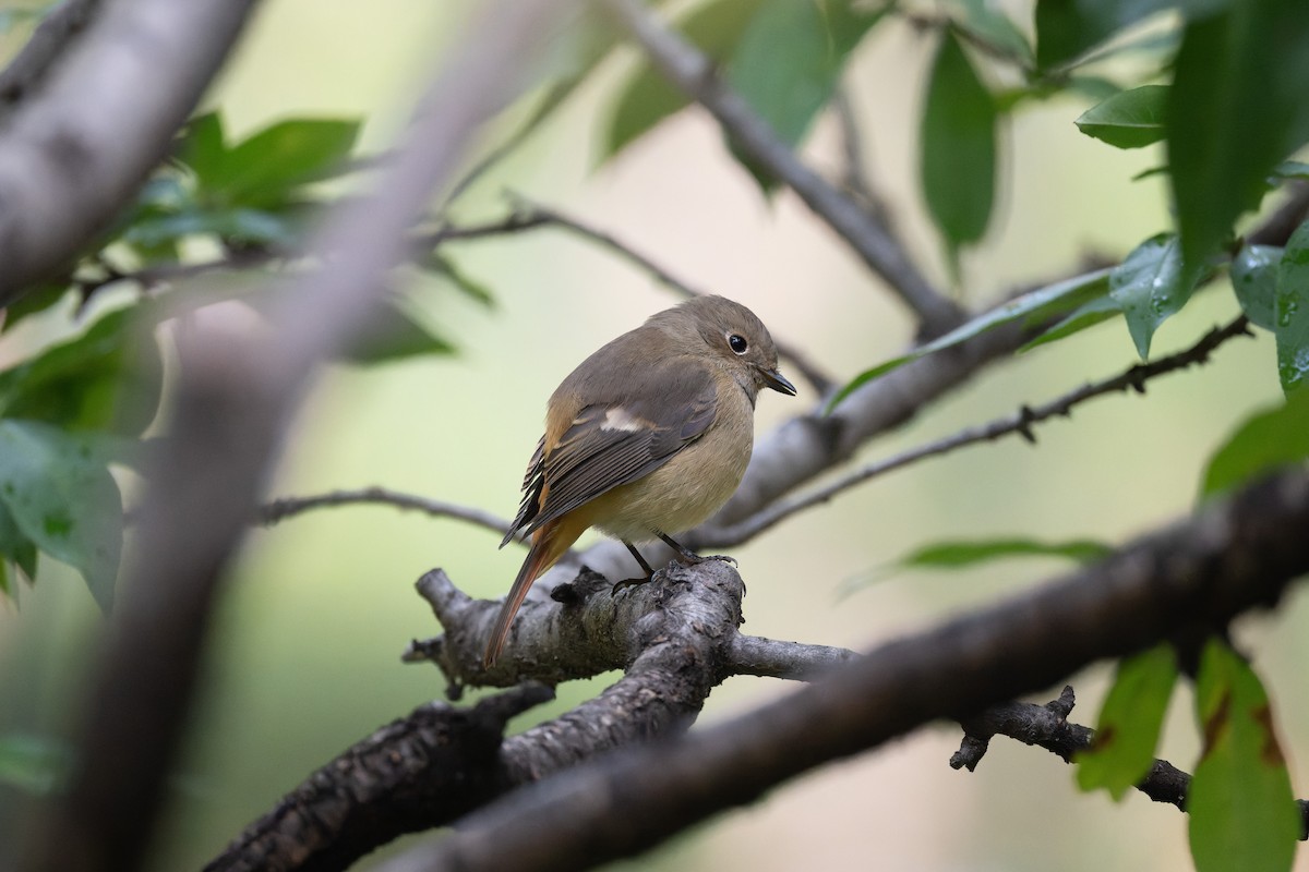 Daurian Redstart - ML624890067
