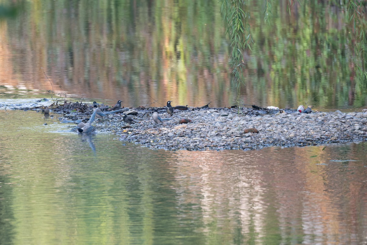 Red-billed Starling - ML624890078