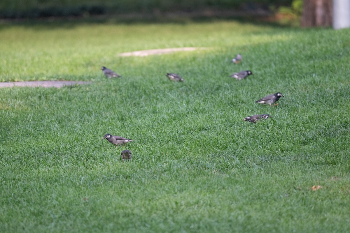 White-cheeked Starling - ML624890080