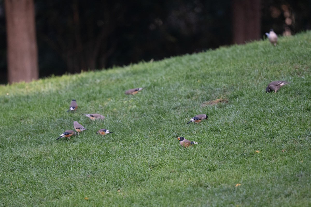 Yellow-billed Grosbeak - ML624890085