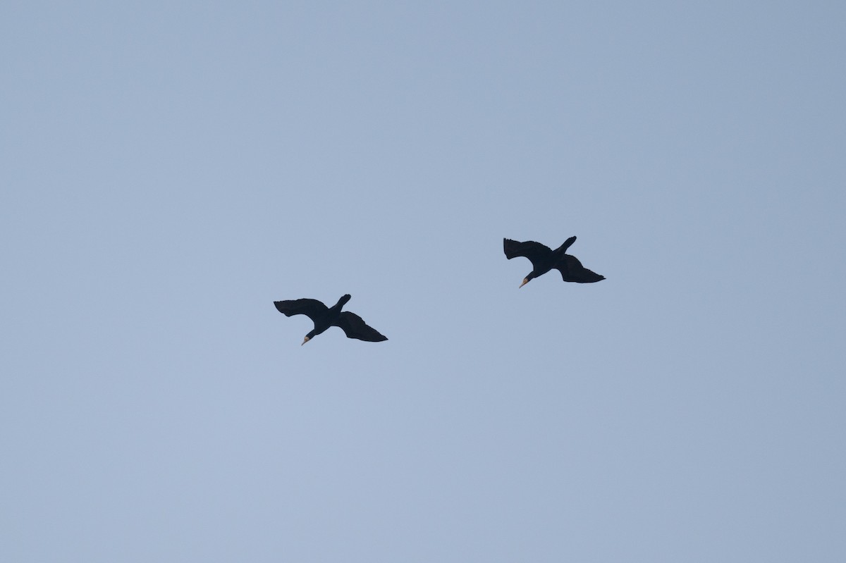 Great Cormorant (Eurasian) - ML624890092