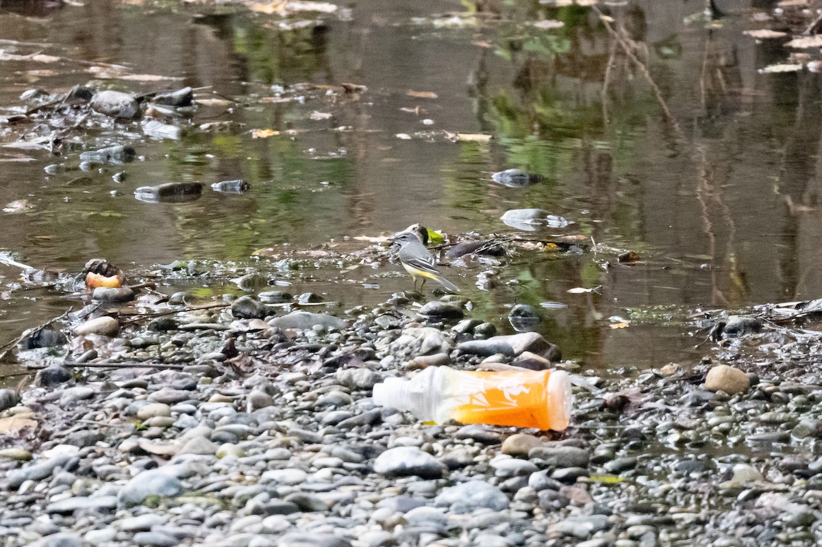 Gray Wagtail - ML624890101