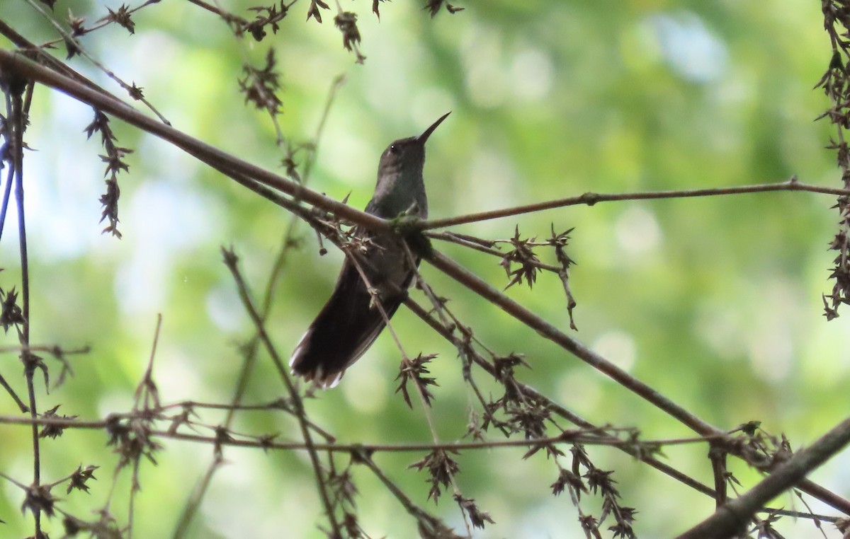 Colibri de Cuvier - ML624890143