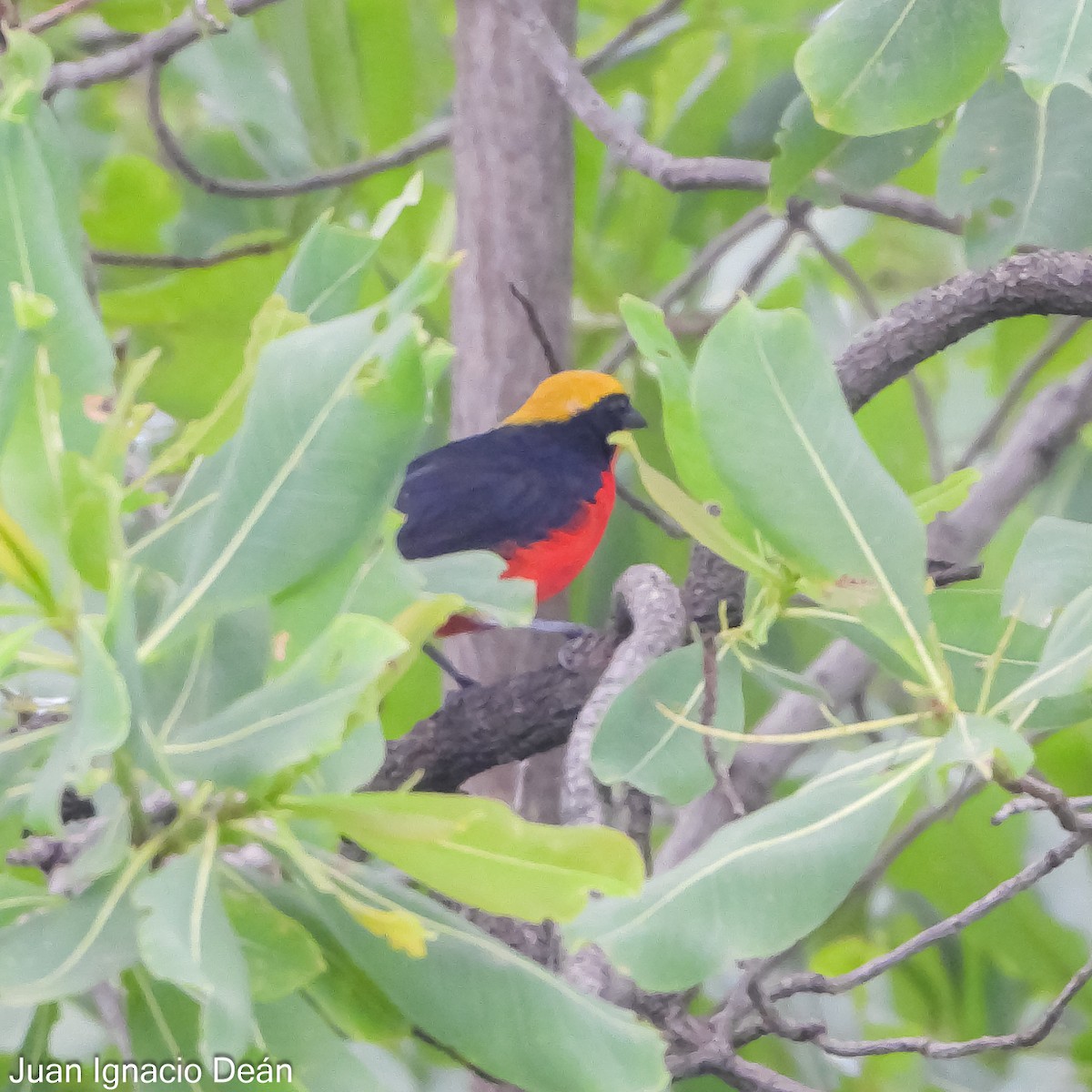 Yellow-crowned Gonolek - Juan I. Deán