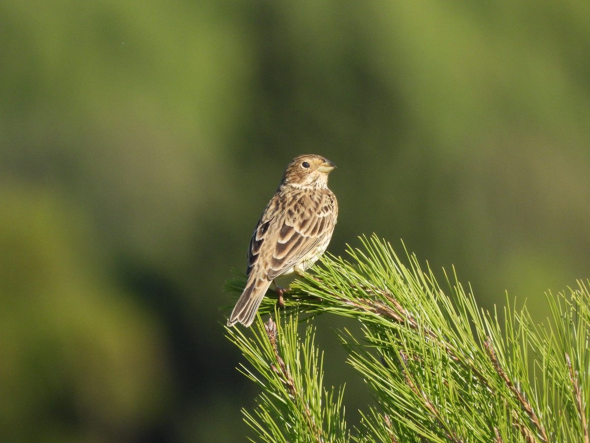 Corn Bunting - ML624890211