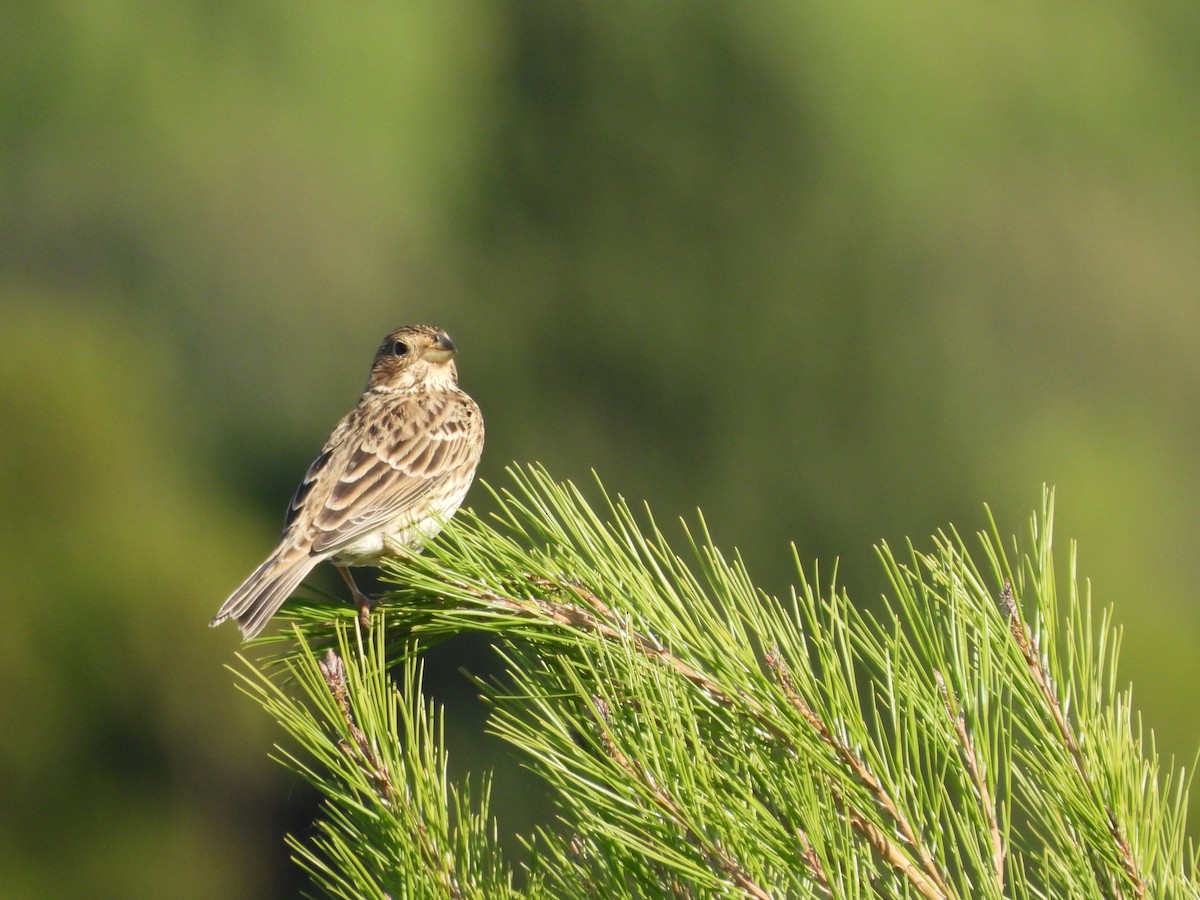 Corn Bunting - ML624890213