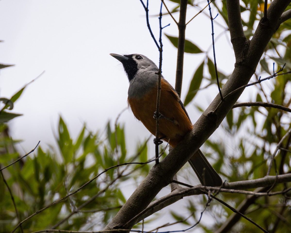 Black-faced Monarch - ML624890343