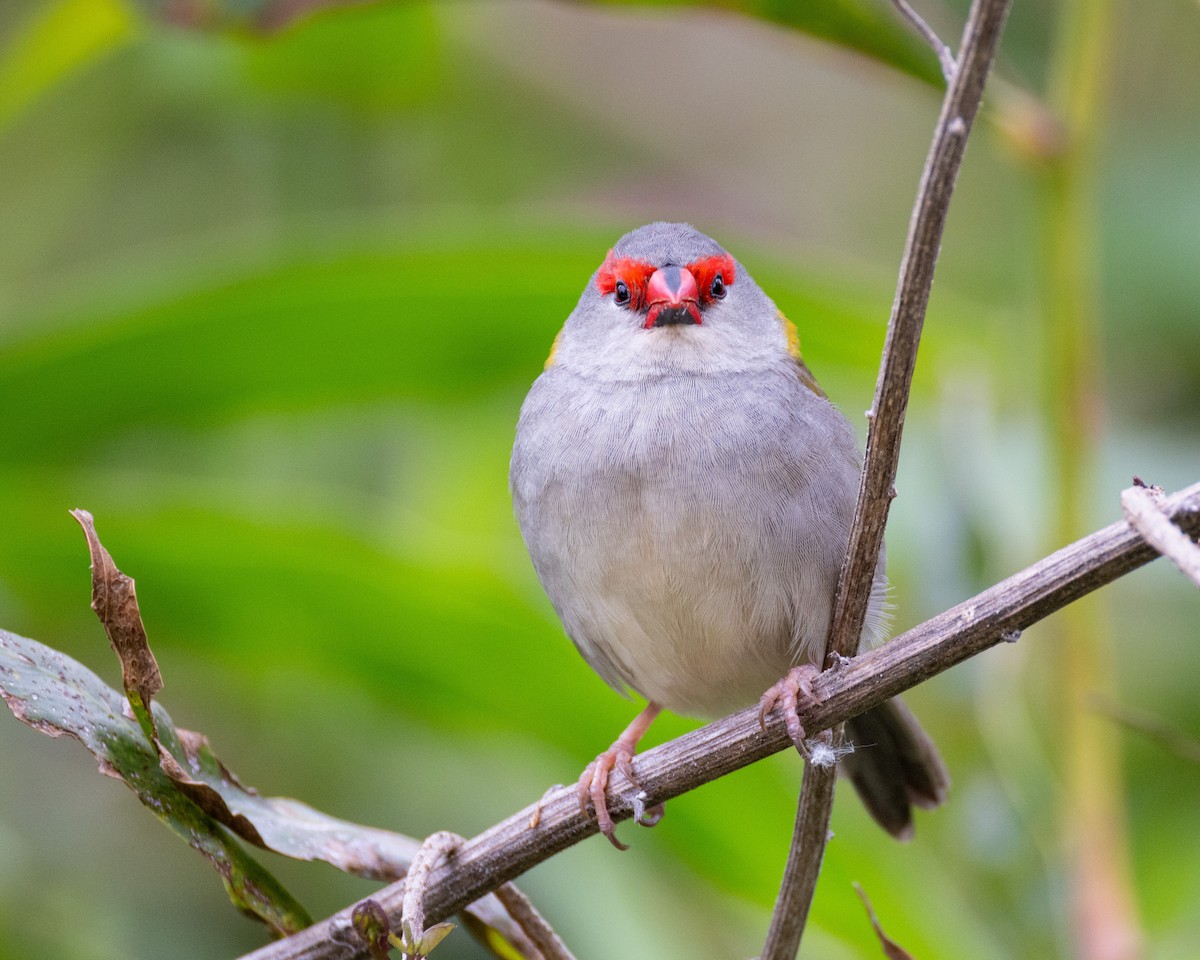 Red-browed Firetail - ML624890405
