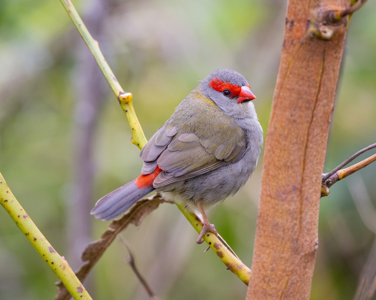 Red-browed Firetail - ML624890406