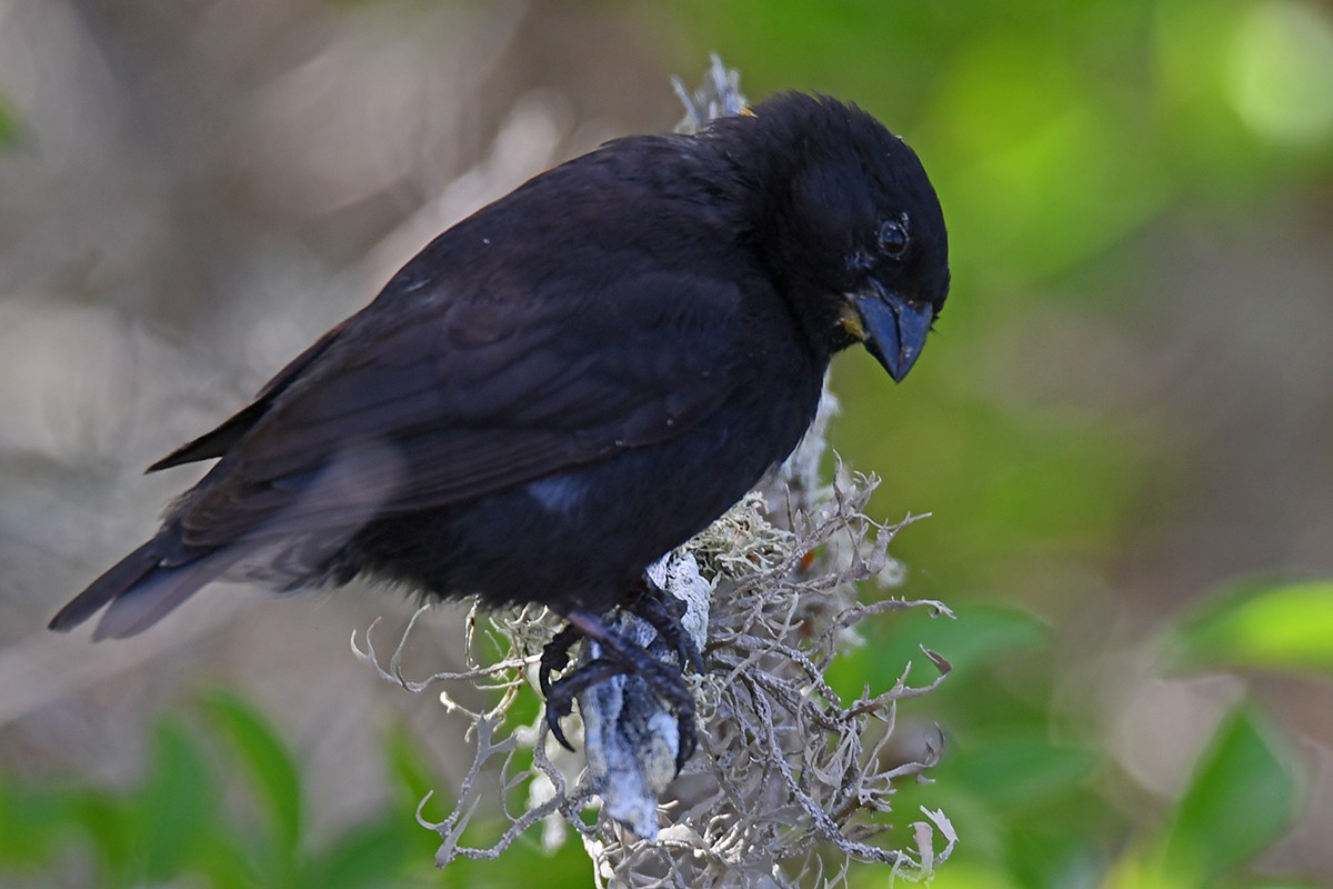 Medium Ground-Finch - ML624890438