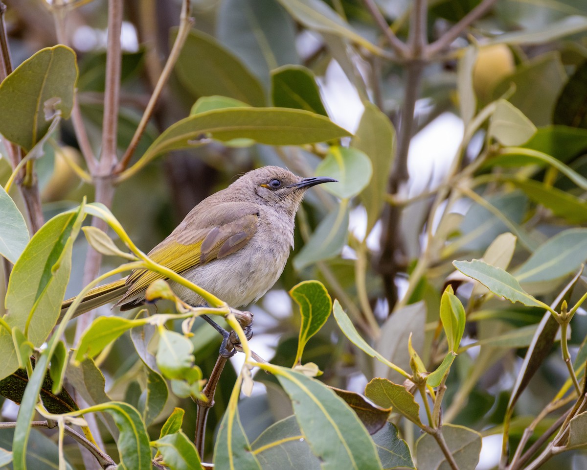 Brown Honeyeater - ML624890440