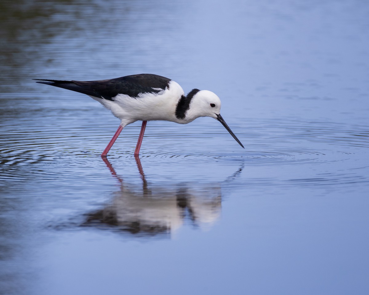 Pied Stilt - ML624890447