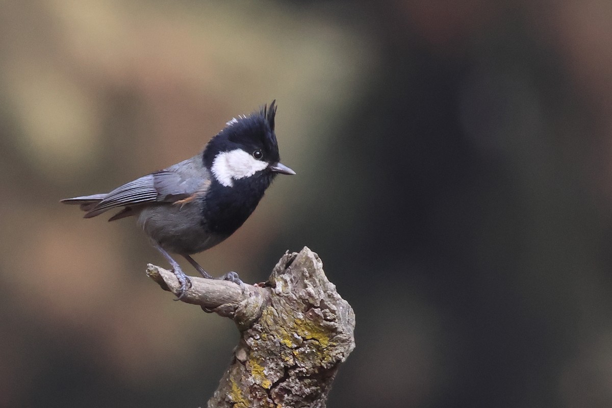 Rufous-naped Tit - ML624890464