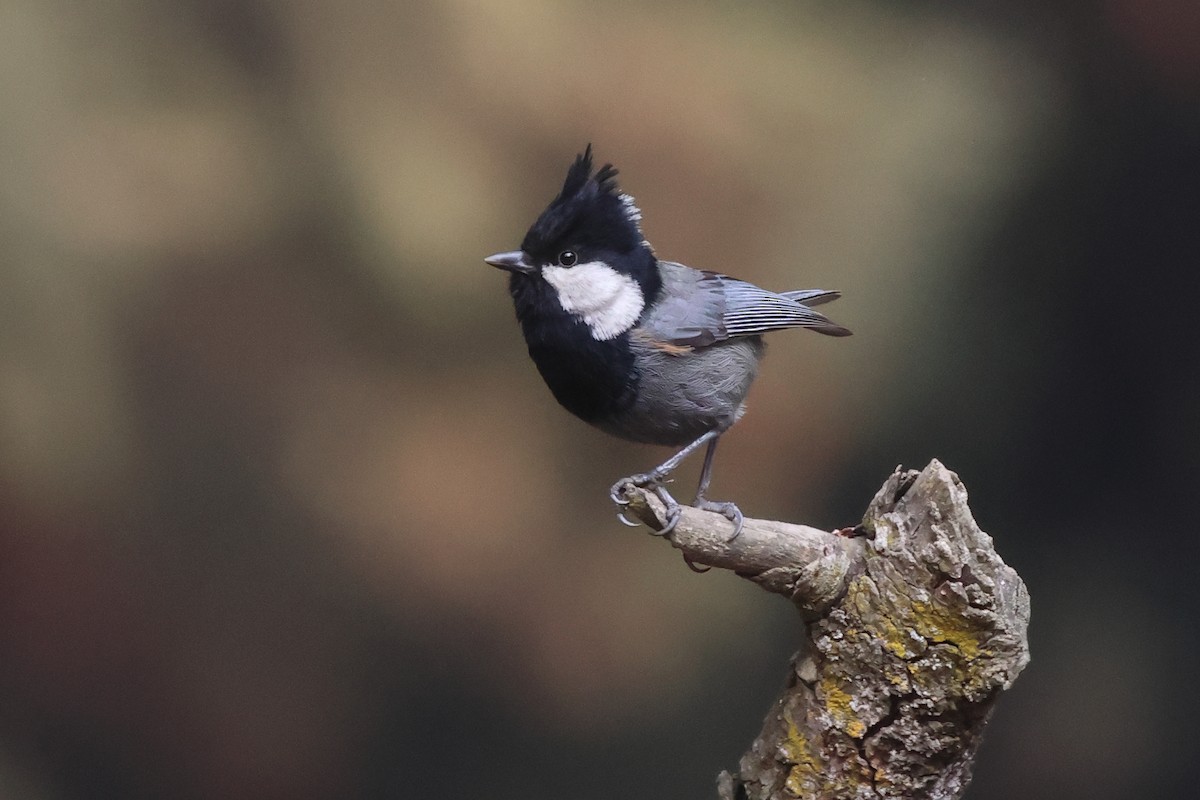 Rufous-naped Tit - ML624890465