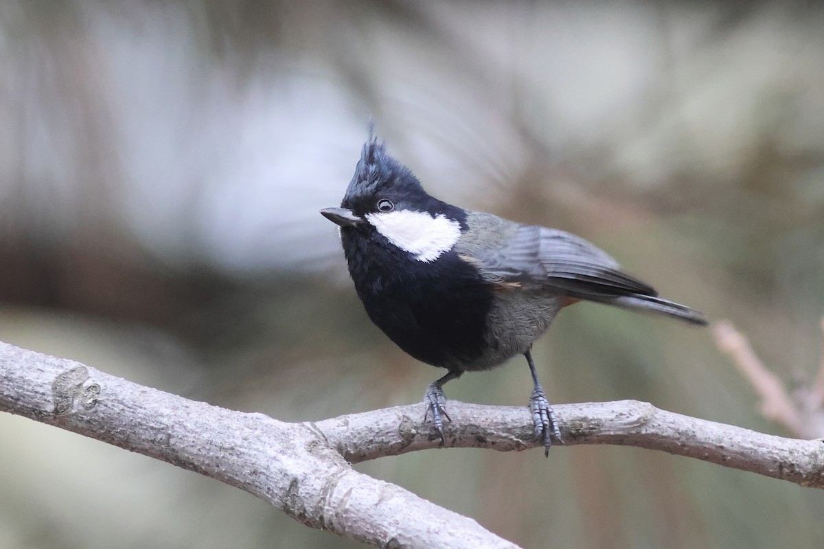 Rufous-naped Tit - ML624890466