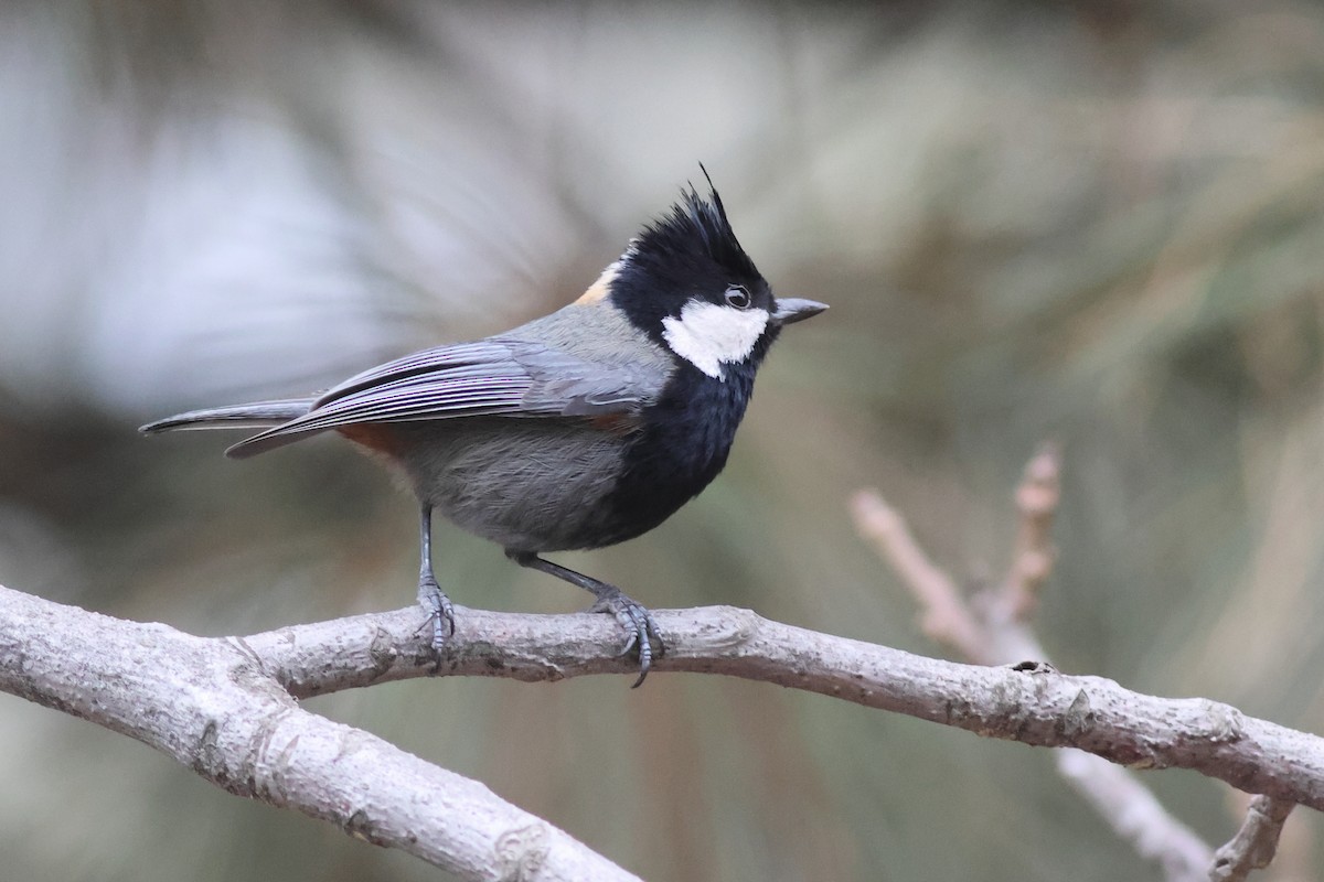 Rufous-naped Tit - ML624890467