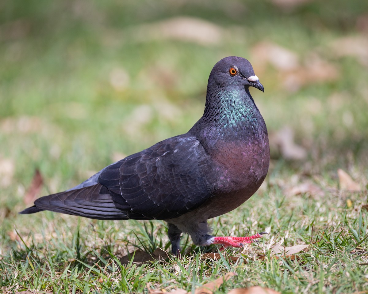 Rock Pigeon (Feral Pigeon) - ML624890487