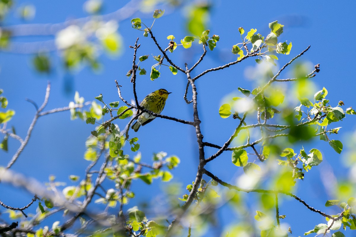 Cape May Warbler - ML624890516