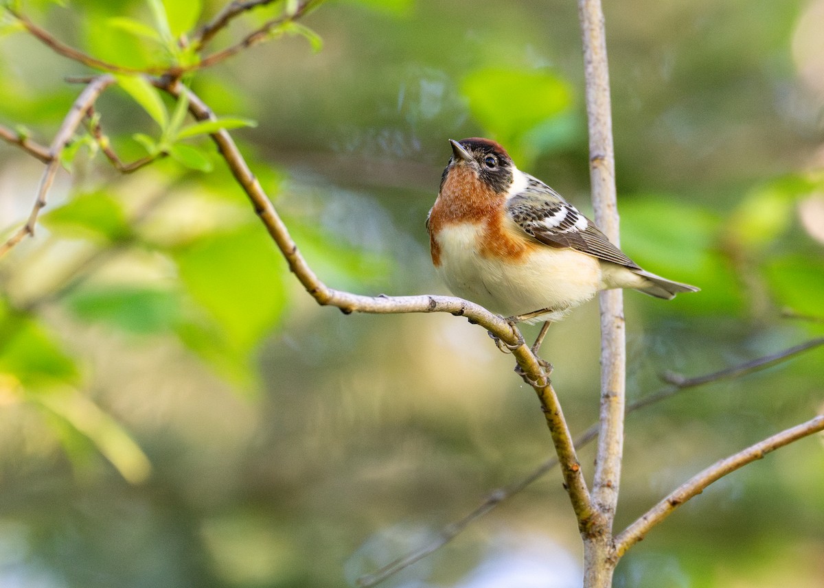 Bay-breasted Warbler - ML624890521