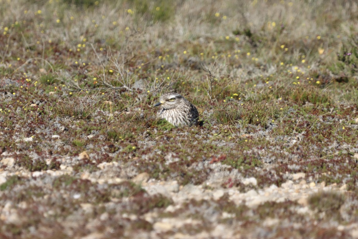 Spotted Thick-knee - ML624890529