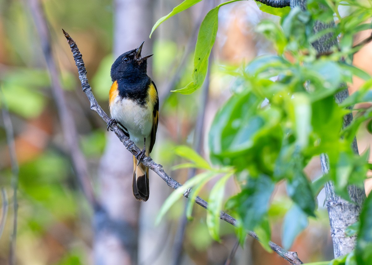 American Redstart - ML624890530
