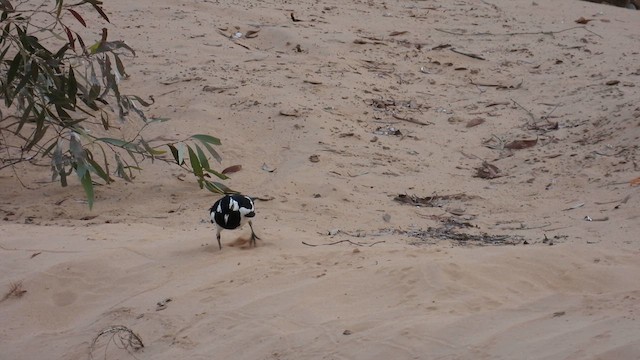 Magpie-lark - ML624890531