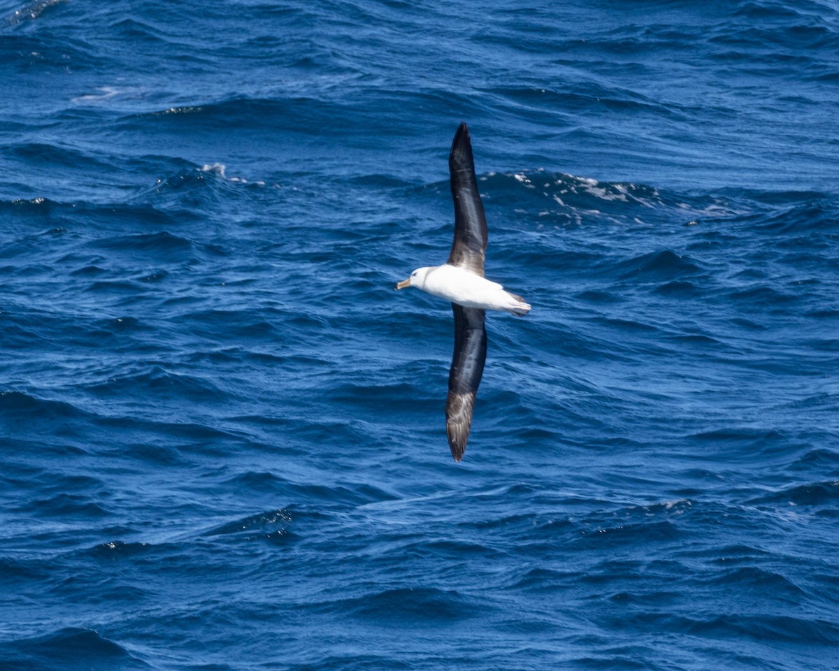 Black-browed Albatross - ML624890576