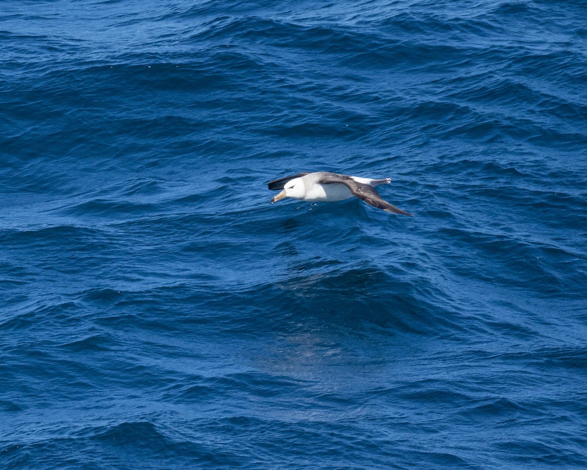 Black-browed Albatross - ML624890577