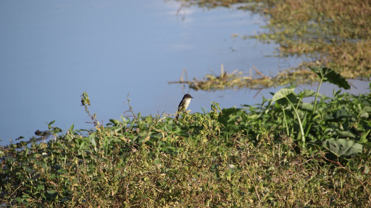 Eastern Phoebe - ML624890586