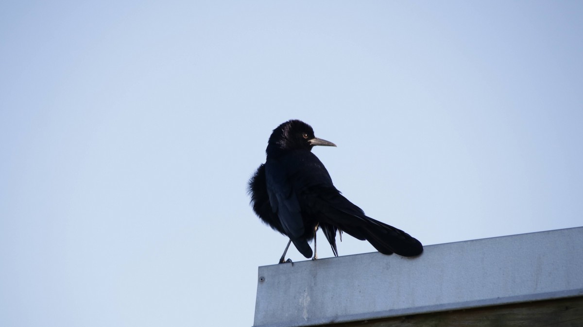 Boat-tailed Grackle - ML624890594