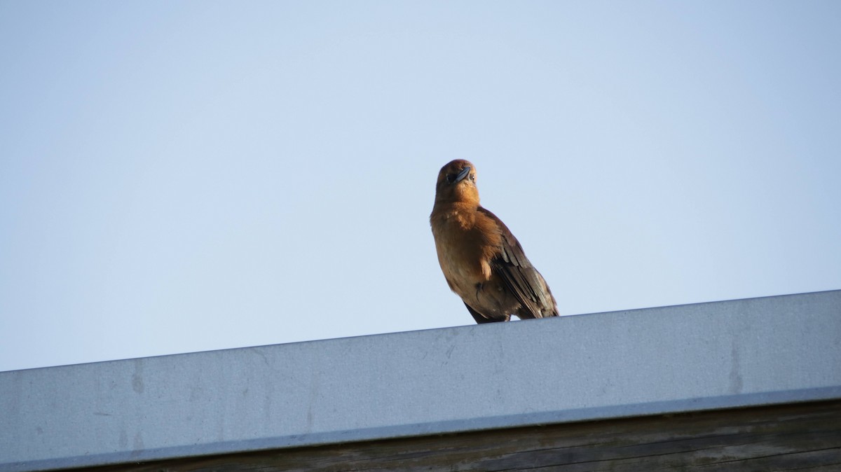 Boat-tailed Grackle - ML624890595