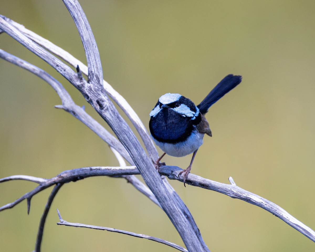 Superb Fairywren - ML624890596