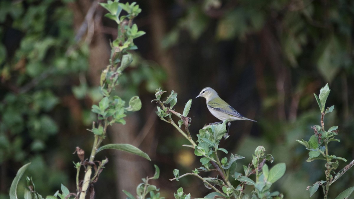 Tennessee Warbler - ML624890603