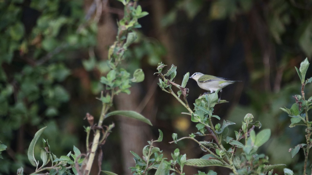 Tennessee Warbler - ML624890607